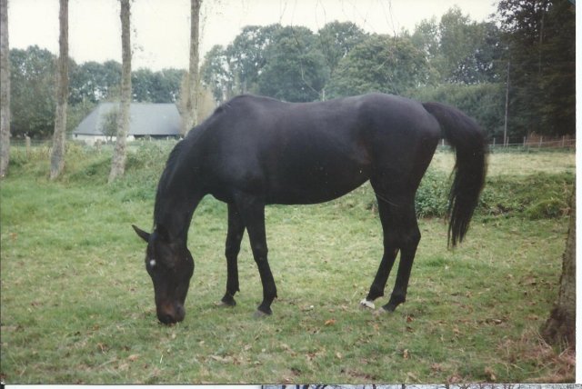 MADAME ANGELIQUE